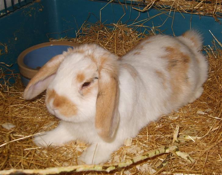 Kanin Tøffe - "Hvad, skal jeg vågne nu"? billede 8