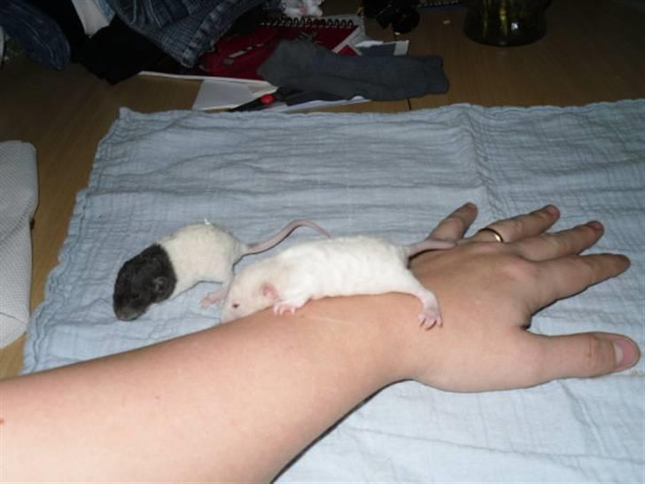 Tamrotte Røntveds Carmen RIP billede 5