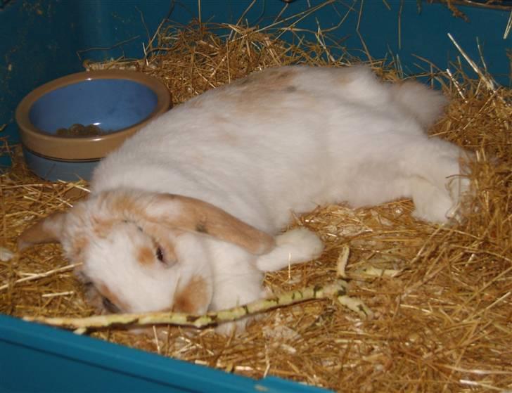 Kanin Tøffe - GODNAT sagde kaninen billede 9