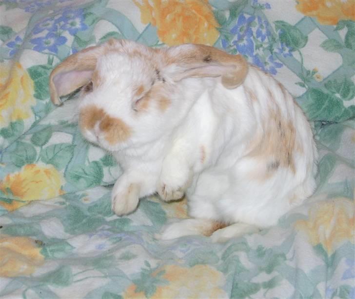 Kanin Tøffe - Haha, skøre Tøffe. billede 10