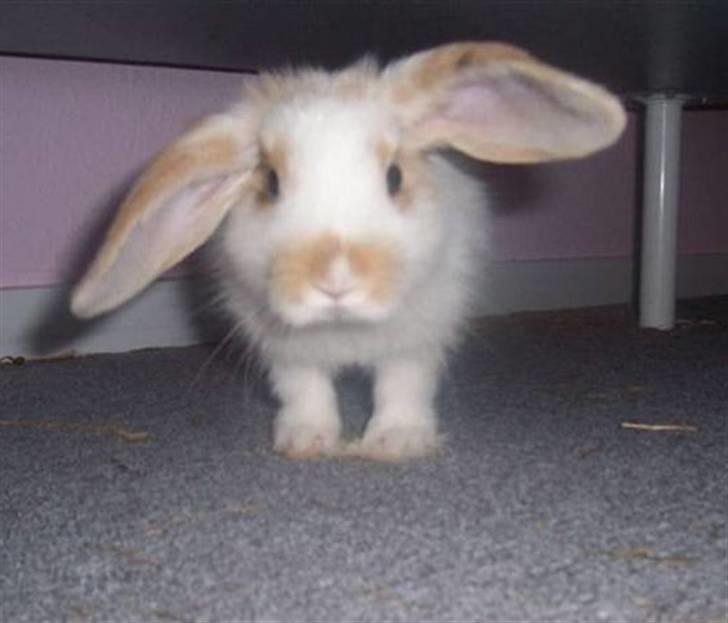 Kanin Tøffe - Her som lille kanin unge. billede 11