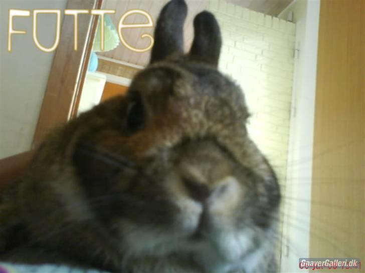 Kanin - Futte. †17.09.08† - Du er guld hver, min skat. RIP! Savner dig min darling :* <3 billede 1