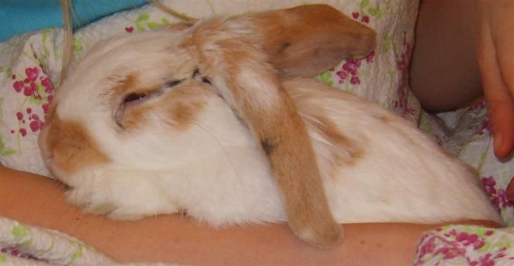 Kanin Tøffe - Lægger og bliver kælet i mors arme, ved dynen - oppe i sengen :D billede 12