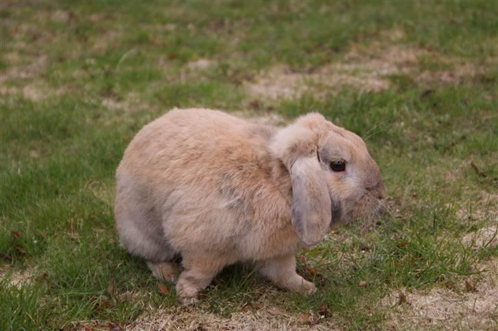 Kanin Buster billede 5