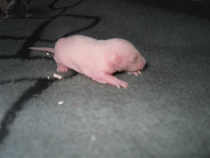 Tamrotte Røntveds Carmen RIP billede 6