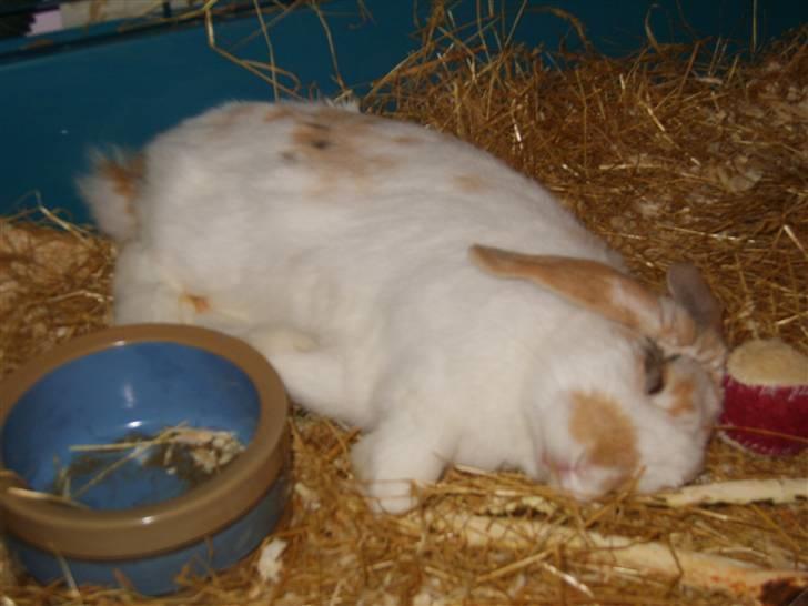 Kanin Tøffe - Så bliver der fladet helt ud. billede 13