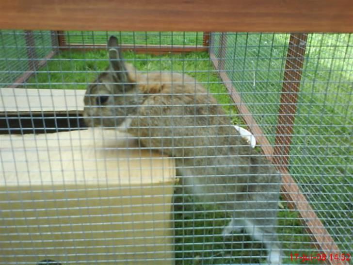 Kanin - Futte. †17.09.08† - Her står på sin elskede papkasse. :)<3 billede 2