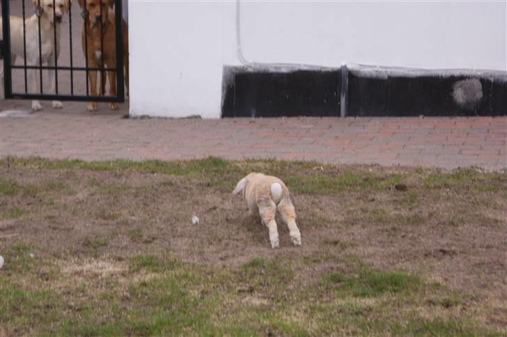 Kanin Buster billede 6