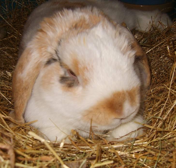 Kanin Tøffe - Godnat kanin billede 14