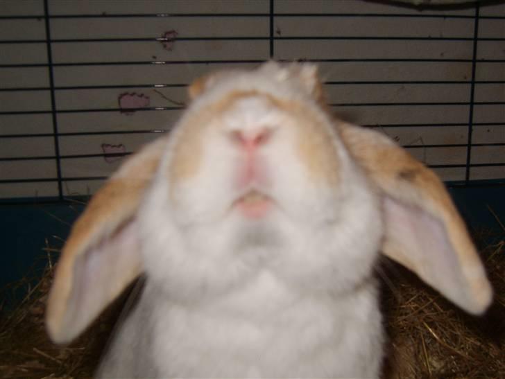 Kanin Tøffe - Se lige bøvet ud . billede 15