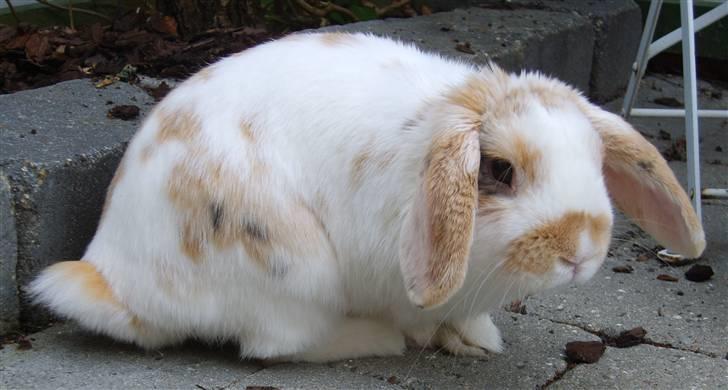 Kanin Tøffe - Dejlige dyr. billede 16