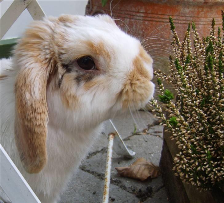 Kanin Tøffe - Snuse, snuse. billede 17