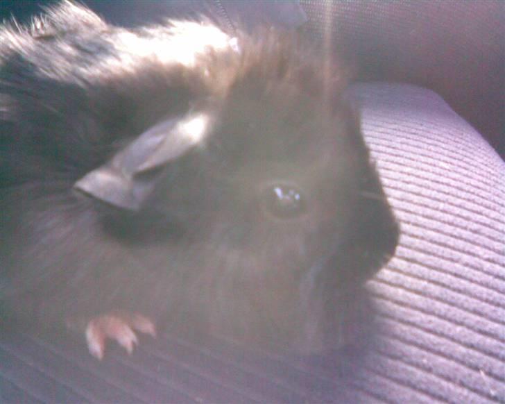 Marsvin Pjuske - 5 uger gammel billede 1