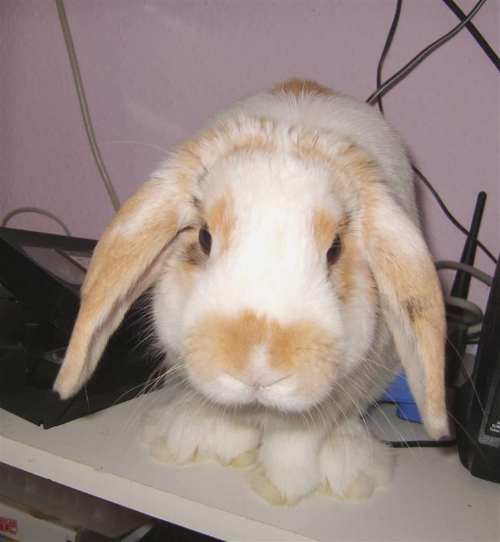 Kanin Tøffe - "Jamen MOOOAR, er du helt sikker på jeg ikke må være her oppe ved ledningerne?": billede 18