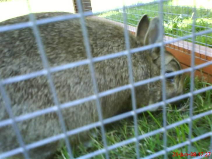 Kanin - Futte. †17.09.08† - Jeg tror der er noget tis her? ;D billede 3
