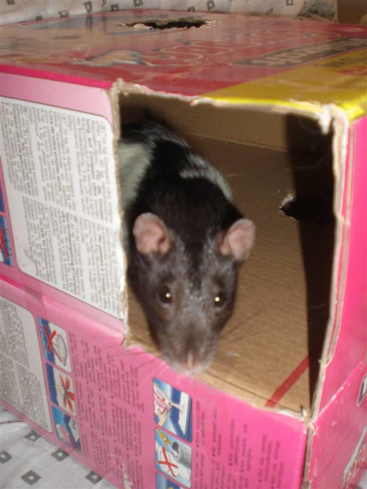 Tamrotte Yui RIP - 20/5-10 billede 1