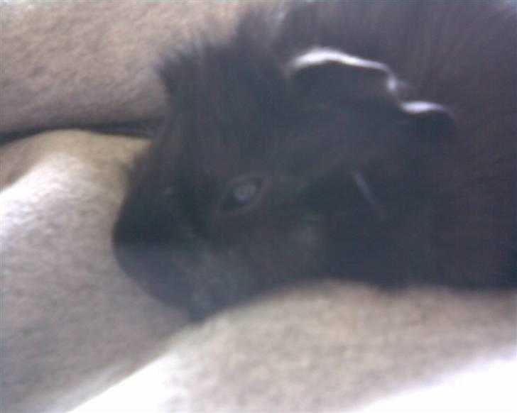 Marsvin Pjuske - første dag og hun slapper allerede af  billede 2