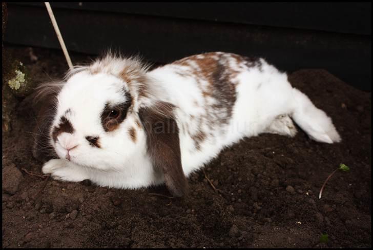 Kanin Bødkergården's Ninus - Ninus nyder sommervarmen i skyggen :D April´11 billede 1