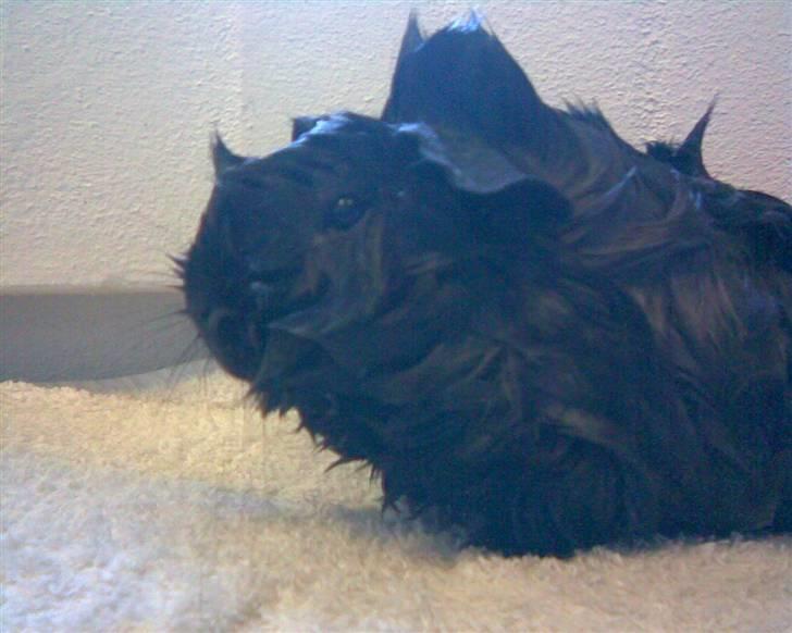 Marsvin Pjuske - i "Bad" billede 3