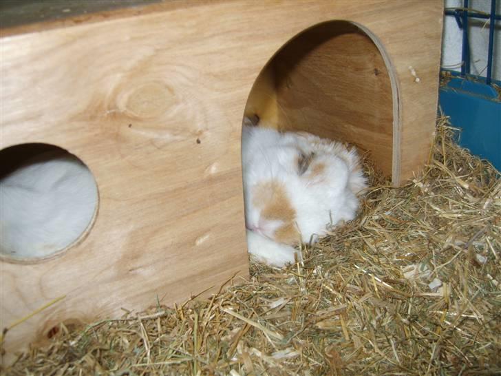 Kanin Tøffe billede 19