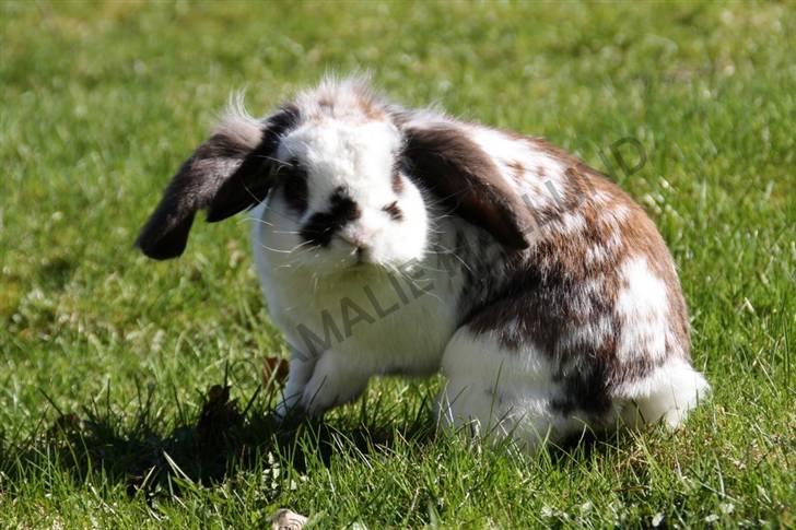 Kanin Bødkergården's Ninus - Hey, var der noget spændene? :b billede 4