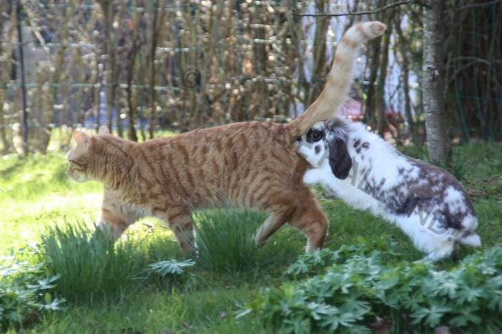 Kanin Bødkergården's Ninus - Du lugter altså godt Garfield! billede 5