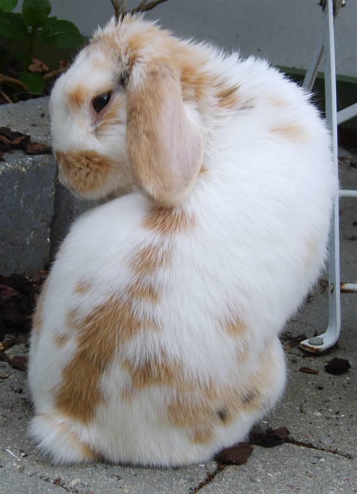 Kanin Tøffe billede 20