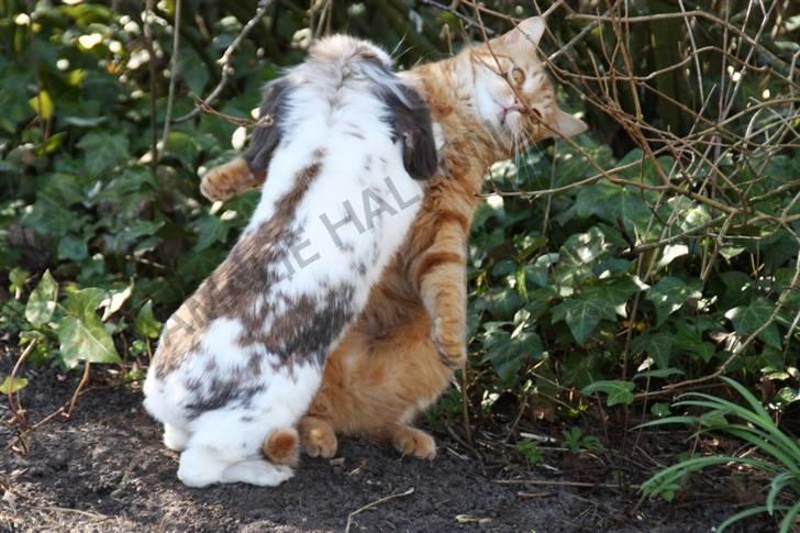 Kanin Bødkergården's Ninus - Garfield og Ninus slåsser. de er søde mod hinanden! billede 6