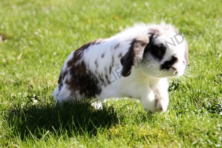 Kanin Bødkergården's Ninus - RUN forrest RUN! billede 7