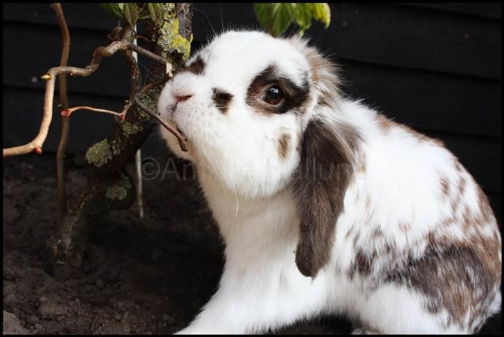 Kanin Bødkergården's Ninus - Ude i det fri, April´11 billede 8