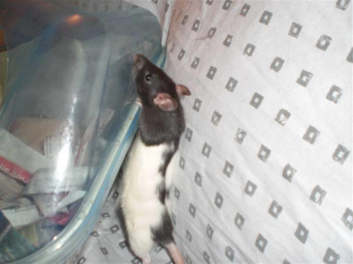 Tamrotte Yui RIP - 6/12-08 billede 2