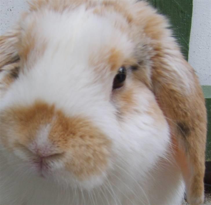 Kanin Tøffe billede 21