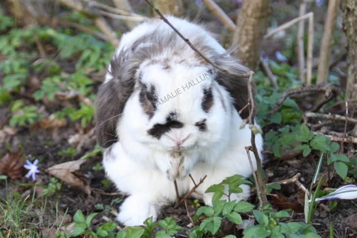 Kanin Bødkergården's Ninus - *vaske vaske* billede 9