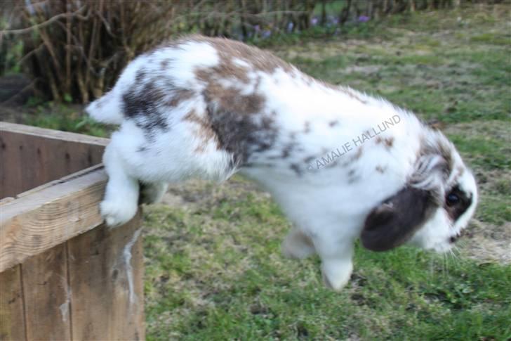 Kanin Bødkergården's Ninus - Springer ned fra en kasse x) billede 10