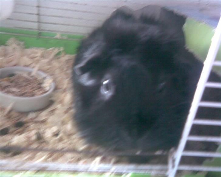 Marsvin Pjuske - BØØH. Der blev du bange var? ;) billede 4