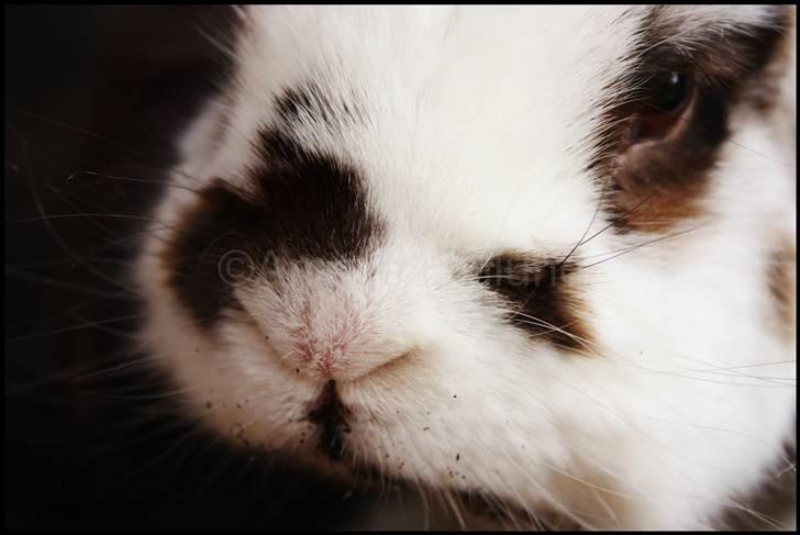 Kanin Bødkergården's Ninus - <3 April´11 billede 11