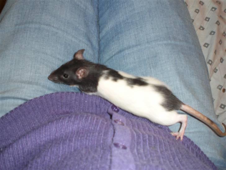 Tamrotte Yui RIP - 6/12-08 billede 3