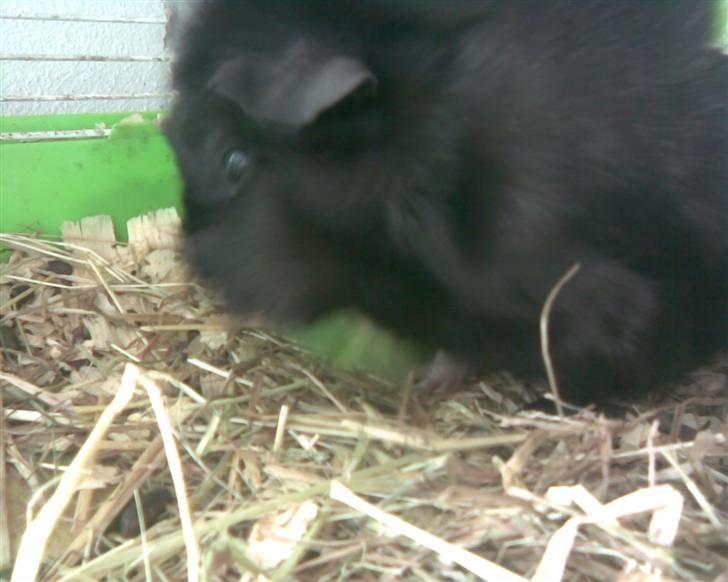 Marsvin Pjuske billede 5