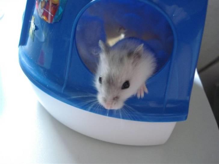 Dværghamster Nellie billede 1