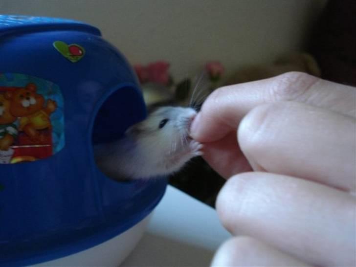 Dværghamster Nellie billede 2