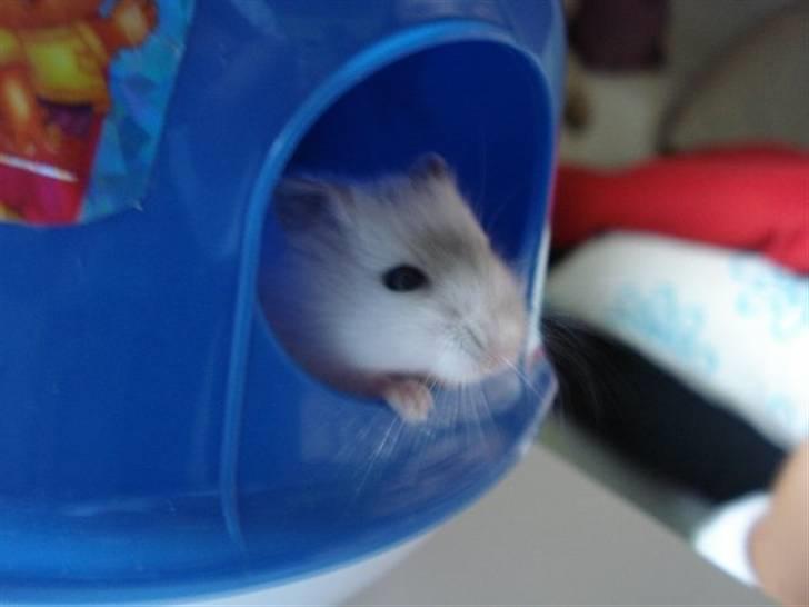 Dværghamster Nellie billede 3