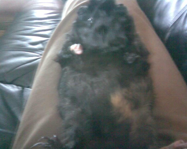 Marsvin Pjuske - Jeg fik lige lov til at ligge lidt på Rykken og blive kløet på maven. Det er SÅ DEJLIGT! billede 6