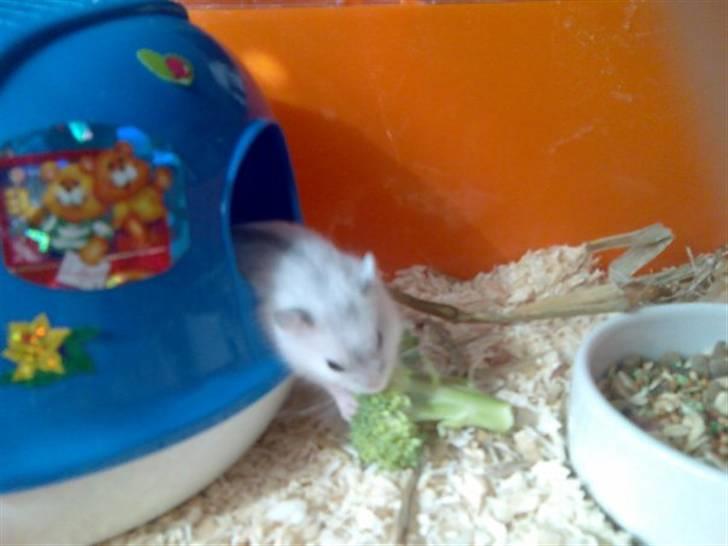 Dværghamster Nellie billede 4