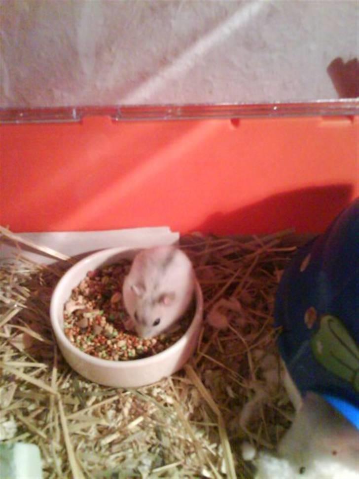 Dværghamster Nellie billede 5