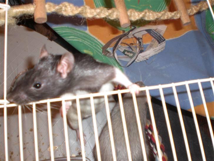 Tamrotte Yui RIP - 7/2-09 billede 4