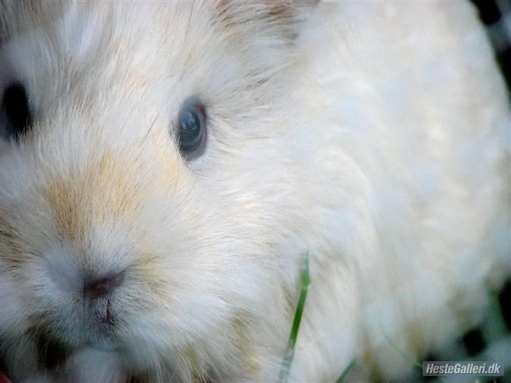 Marsvin Müsly - Grølle - 7; På sommergræs. Foto: AS billede 7