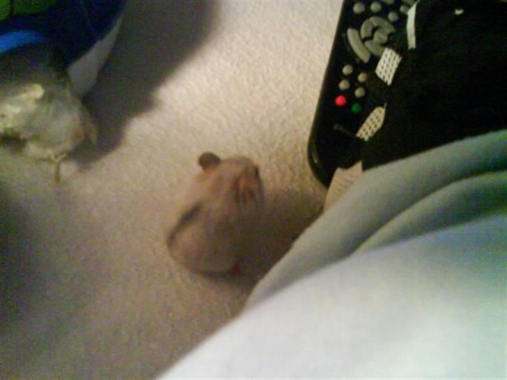 Dværghamster Nellie billede 6