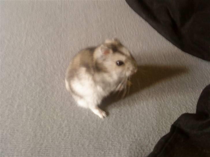 Dværghamster jack billede 1