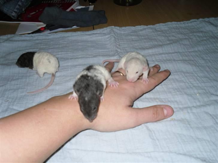 Tamrotte Røntveds Cupido RIP billede 1