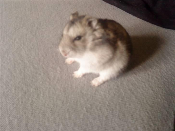 Dværghamster jack billede 2